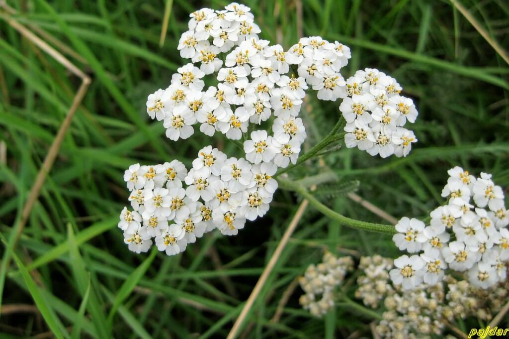 Medycyna naturalna oparta na ziołach - krwawnik